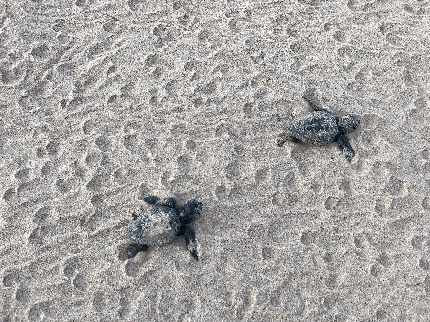 Você sabia que a Península é um berçário de tartarugas marinhas?