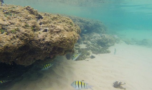 Preserve corals, they are not rocks